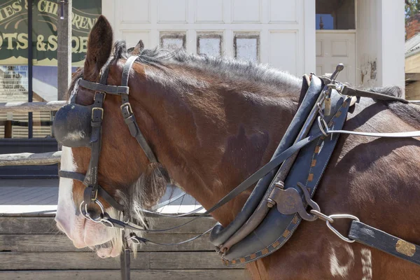 Close up horse  in Old Wild West Cowboy town with horse drawn carriage and saloon in background