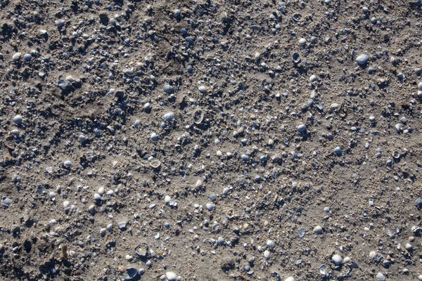 Texture con conchiglia e ciottoli a sabbia gialla bagnata di spiaggia — Foto Stock