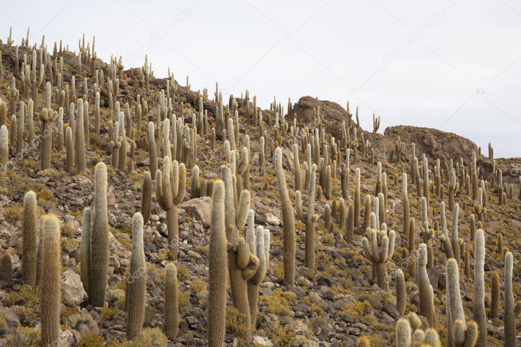 Cactus on Incahuasi island, salt flat Salar de Uyuni, Altiplano, Bolivia