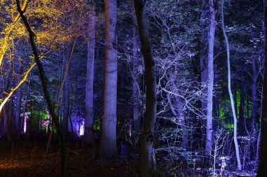 Fantezi Ormanı Sihirli Karanlık Gece Mistiği.