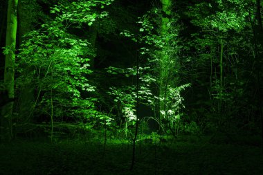 Fantezi Ormanı Sihirli Karanlık Gece Mistiği.