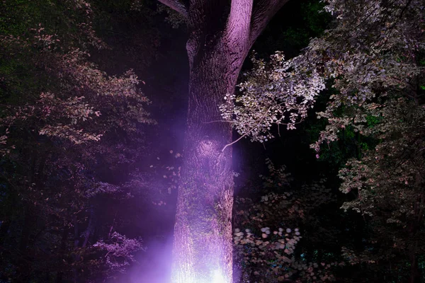 Fantasy Fairy Forest Magic Dark Night Mystic.