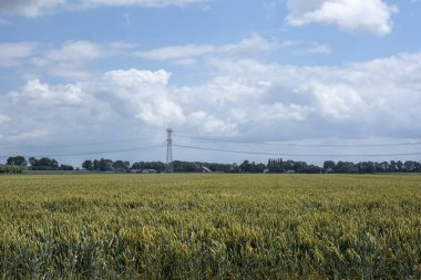 Hollanda 'da mavi bir yaz gökyüzü altında buğday tarlası hasat için hazır.
