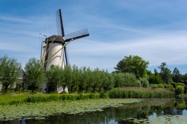 Hollanda 'da yazın yel değirmeni çiftliği. Bu harika yel değirmeni Hollanda 'da Rotterdam yakınlarında bulunuyor.