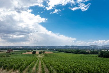 İtalya, Toskana 'da güzel bir tepe üzüm bağı.