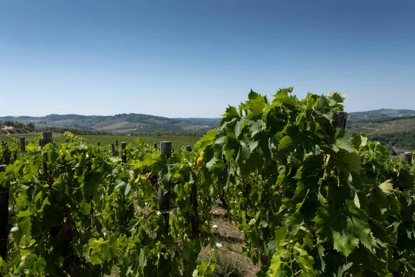 Bonito Viñedo Montaña Toscana Italia — Foto de Stock