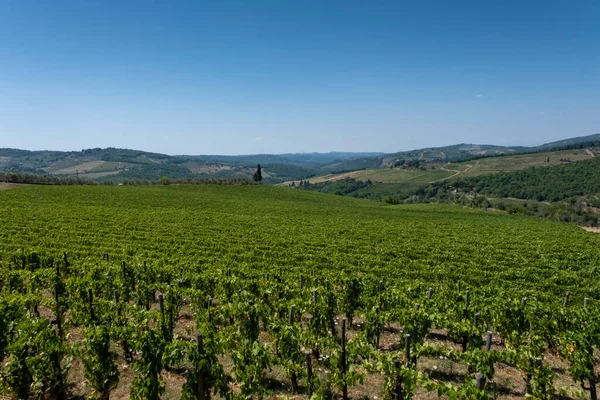 Bonito Viñedo Montaña Toscana Italia — Foto de Stock