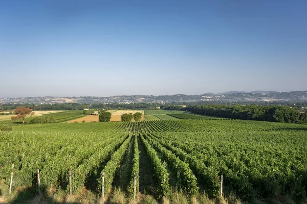 Bonito Viñedo Montaña Toscana Italia — Foto de Stock