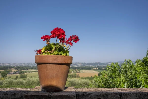Krásné Letní Květiny Květináčích Zahradě Toskánsku Itálie — Stock fotografie
