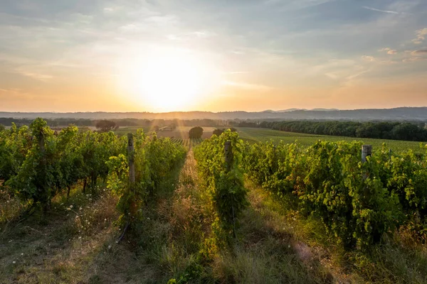 Bonito Viñedo Montaña Toscana Italia — Foto de Stock