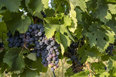 İtalya 'da güneş ışığında asılı büyük bir demet kırmızı şarap üzümünü kapatın.