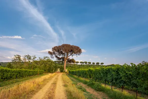 Paisaje Toscana Atardecer Verano — Foto de Stock
