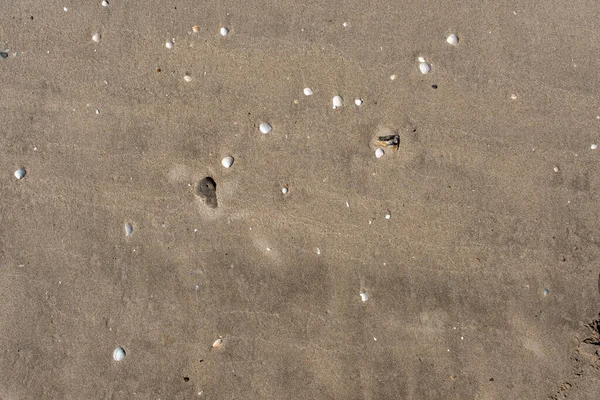 Güneşli Bir Havada Deniz Kıyısında Deniz Kabukları Çakıl Taşlarıyla Kum — Stok fotoğraf