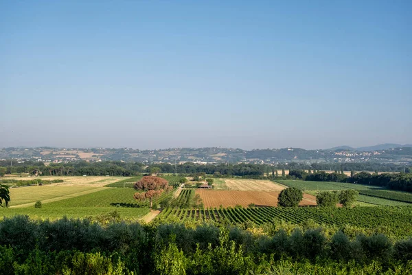 Typická Toskánská Krajina Krásnými Vinicemi Itálii — Stock fotografie