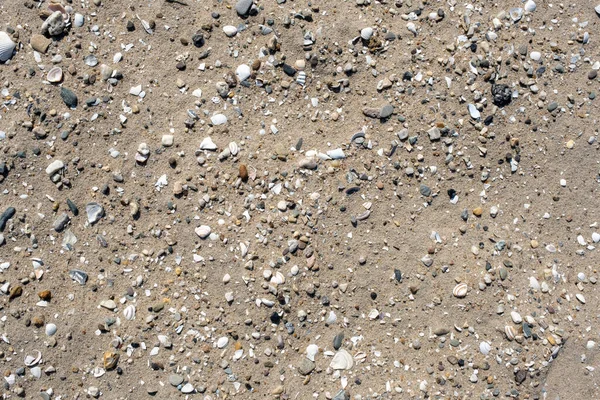 Морські Мушлі Пляжному Піску Літній Пляжний Фон Вид Зверху — стокове фото