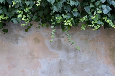 Ivy tarafından çerçevelenmiş kopyalama alanı olan tuğla duvar