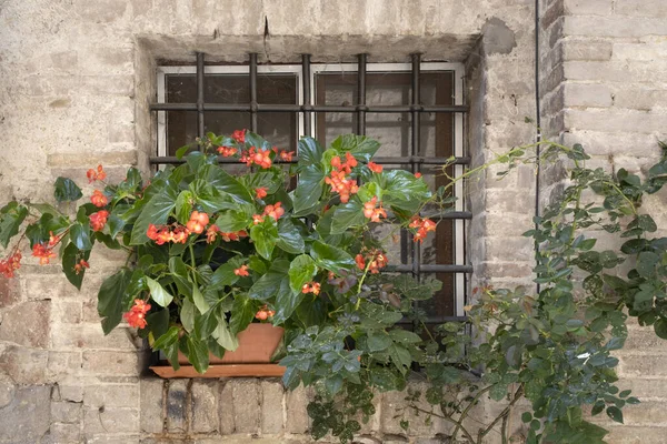 意大利一座古建筑的窗户上挂着一篮鲜艳的粉红色和红色的花 周围是石墙上美丽的花纹 — 图库照片