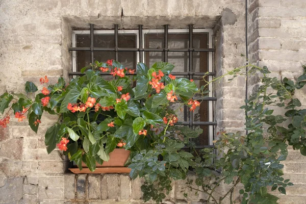 Una Cesta Flores Color Rosa Brillante Rojo Cuelga Ventana Una — Foto de Stock