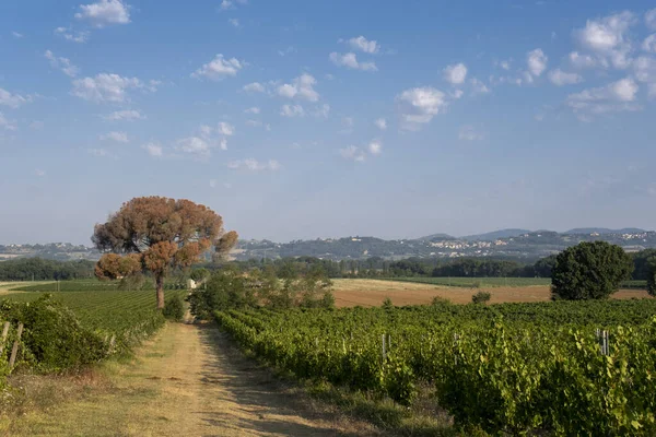 Vista Panorámica Del Paisaje Pintoresco Toscana Con Viñedo Región Del — Foto de Stock