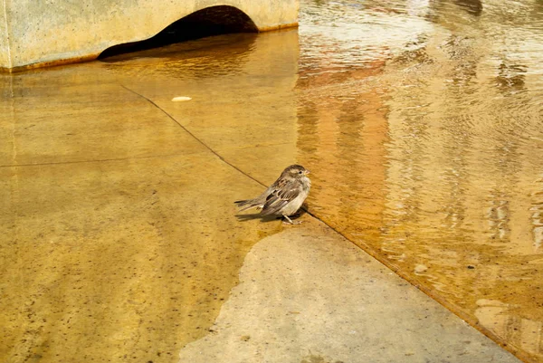 Sevimli minik serçe banyo bir şehir havuza alır.
