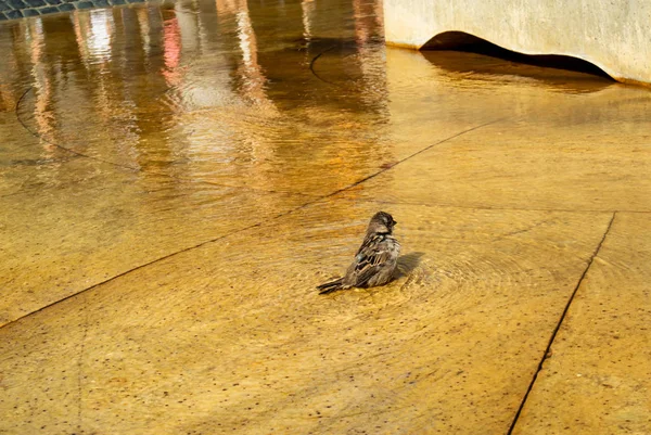 Sevimli minik serçe banyo bir şehir havuza alır.