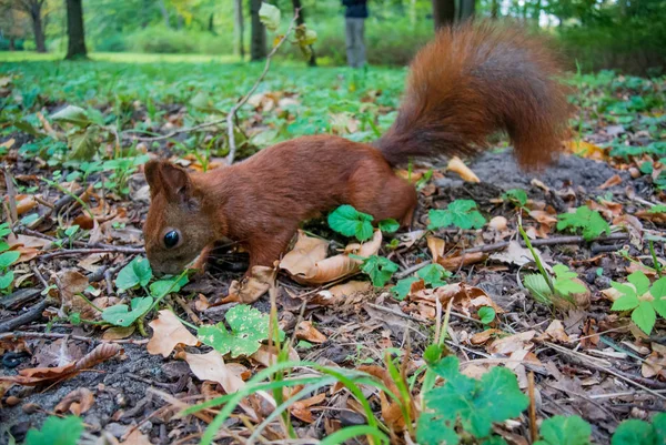 Rotes Eichhörnchen Wald — Stockfoto