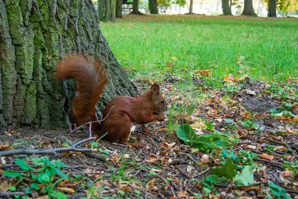 Écureuil Roux Avec Noix Dans Forêt — Photo