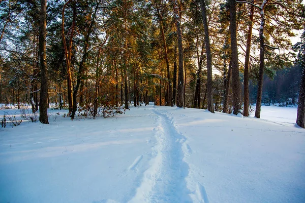 Caminho Floresta Nevada Imagens De Bancos De Imagens Sem Royalties