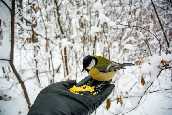 What to feed the birds in the winter? Man feeds the bird in the winter forest.