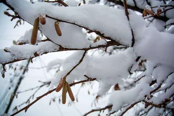 Ramas Avellanas Bajo Nieve — Foto de Stock