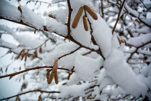 Ramas Avellanas Bajo Nieve — Foto de Stock