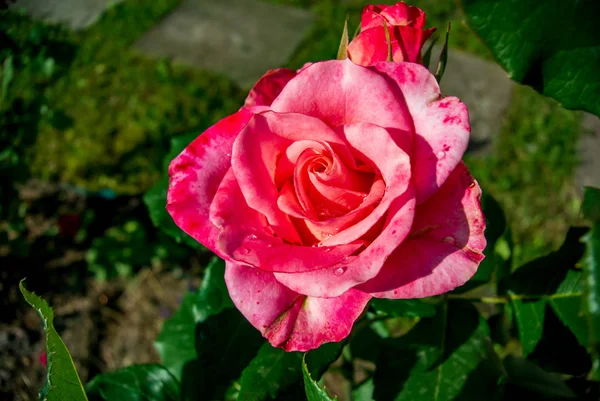 Yeşil yaprakların bir arka plan üzerinde güzel pembe gül. Çiçekli arka plan