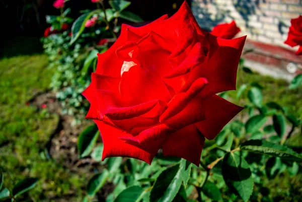 Yeşil yaprakların bir arka plan üzerinde güzel kırmızı gül. Çiçekli arka plan