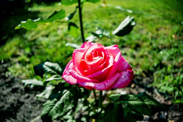 Yeşil yaprakların bir arka plan üzerinde büyüleyici pembe gül. Çiçekli arka plan