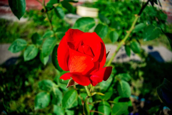 Yeşil yaprakların bir arka plan üzerinde Kırılgan kırmızı gül tomurcuk. Çiçekli arka plan