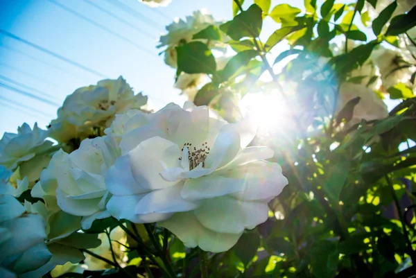 Yeşil yaprakları ve mavi gökyüzü bir arka plan üzerinde güzel beyaz güller. Çiçekli arka plan
