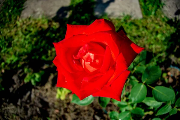 Yeşil yaprakların bir arka plan üzerinde Ihale kırmızı gül. Çiçekli arka plan