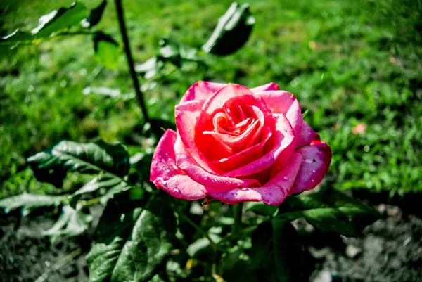 Yeşil yaprakların bir arka plan üzerinde güzel pembe gül. Çiçekli arka plan