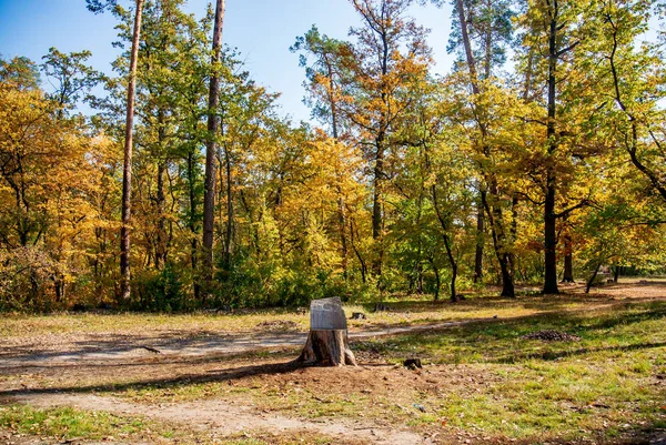 Sonbahar ormanındaki bir açıklıkta taht şeklinde bir kütük.