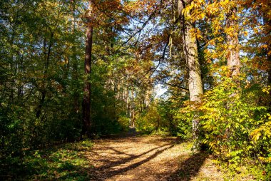 Ilık sonbahar havası. Ormandaki ağaçların güneş ışınları ve gölgeleri