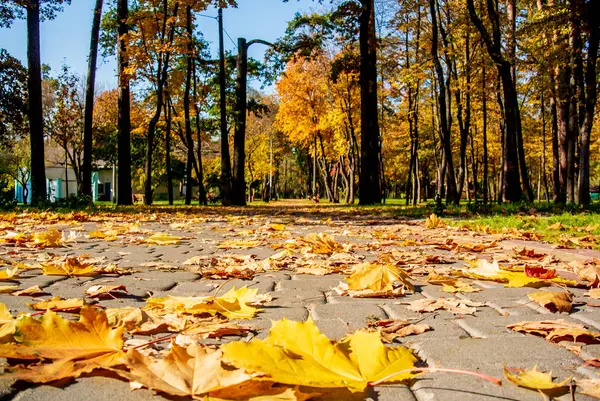 Sonbahar parkındaki patika sarı yapraklarla kaplı.
