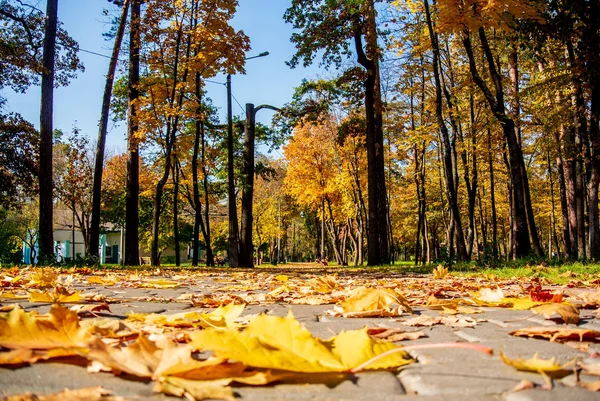 Sonbahar parkındaki patika sarı yapraklarla kaplı.