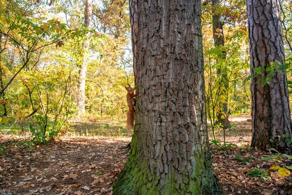 Esquilo Vermelho Com Uma Porca Sobe Uma Árvore Floresta Outono Fotos De Bancos De Imagens