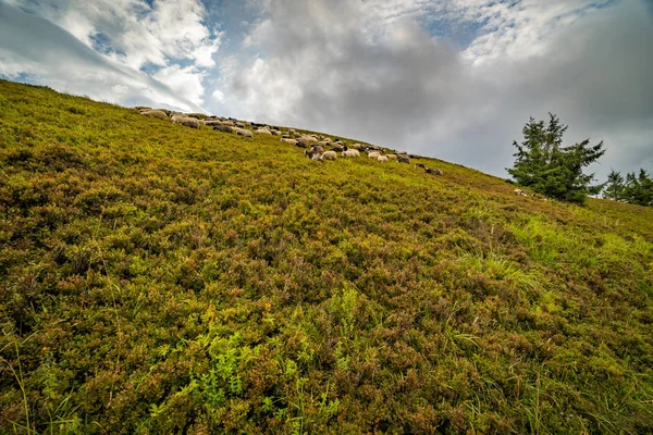 Paisagem do cume de Borzhava das Montanhas Cárpatas ucranianas. Nuvens acima dos Cárpatos — Fotografia de Stock