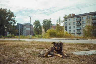 Homeless wild dog in old radioactive zone in Pripyat city - abandoned ghost town after nuclear disaster. Chernobyl exclusion zone. clipart