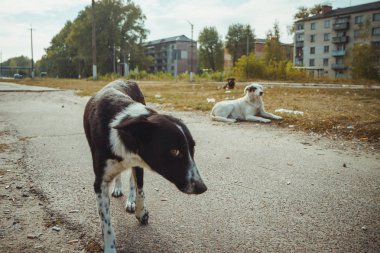Pripyat filialı üzrə - nükleer felaket sonra terk edilmiş hayalet kasaba eski Radyoaktif bölge evsiz vahşi köpek. Chernobyl dışlama bölgesi.