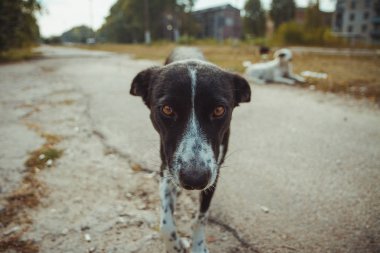Pripyat filialı üzrə - nükleer felaket sonra terk edilmiş hayalet kasaba eski Radyoaktif bölge evsiz vahşi köpek. Chernobyl dışlama bölgesi.
