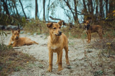 Pripyat filialı üzrə - nükleer felaket sonra terk edilmiş hayalet kasaba eski Radyoaktif bölge evsiz vahşi köpek. Chernobyl dışlama bölgesi.