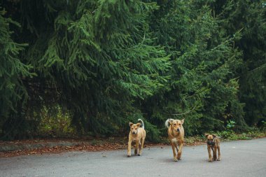 Pripyat filialı üzrə - nükleer felaket sonra terk edilmiş hayalet kasaba eski Radyoaktif bölge evsiz vahşi köpek. Chernobyl dışlama bölgesi.