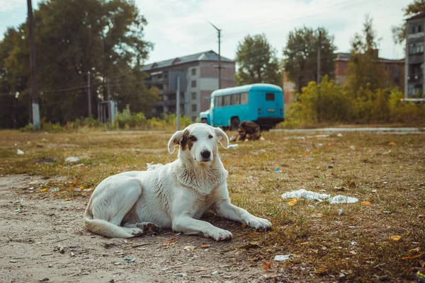 Дикі Перехожий проходить у старих радіоактивних зони в Прип'яті - покинуте місто-привид після ядерної катастрофи. Чорнобильська зона відчуження. — стокове фото